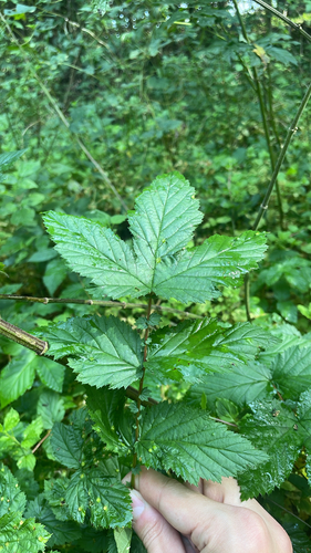 Meadowsweet