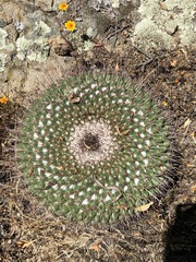 Mammillaria gigantea