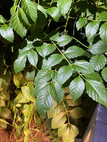 Brucea javanica observed 2026-09-18
