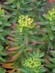 Euphorbia jolkinii, photograph author not stated, no rights reserved
