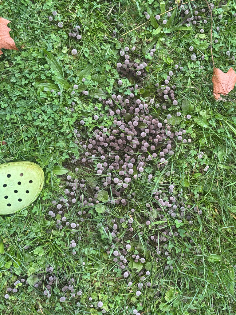 Trooping Crumble Cap · September 2026 · photo: Photo: (c) birdd0g, some rights reserved (CC BY) · iNaturalist