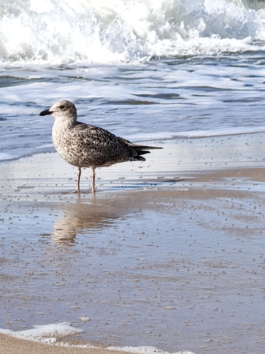 European Herring Gull
