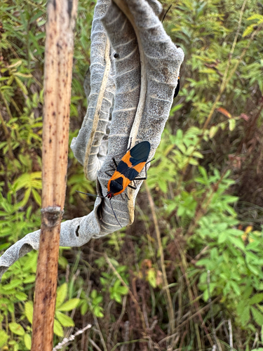 Large Milkweed Bug