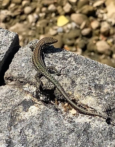 Green Iberian Wall Lizard