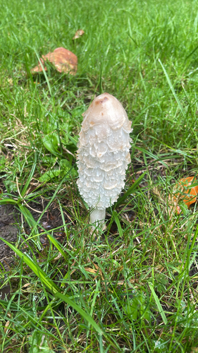 Shaggy Mane