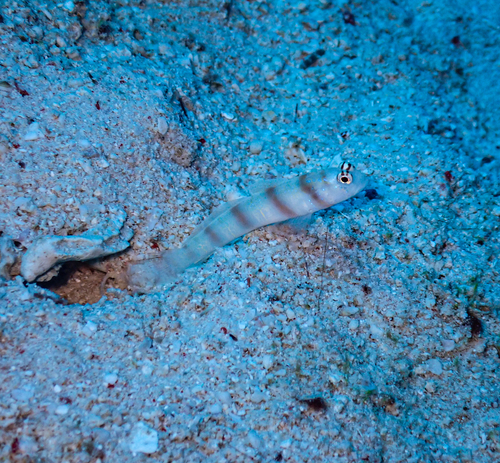 Steinitz's Shrimpgoby