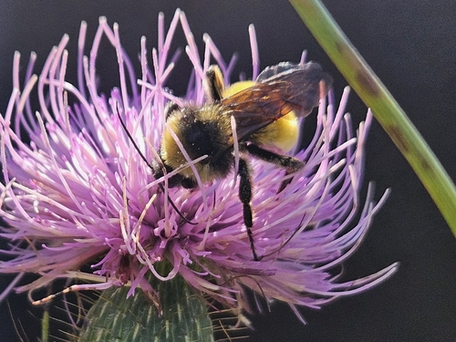 Golden Northern Bumble Bee
