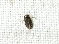 Micronecta ludibunda