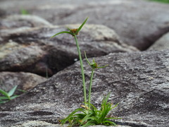 Cyperus polystachyos, photograph author not stated, no rights reserved