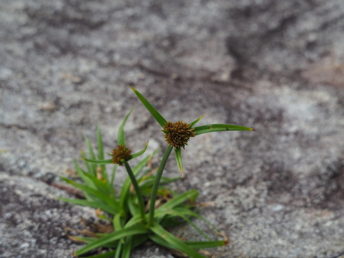 Cyperus polystachyos