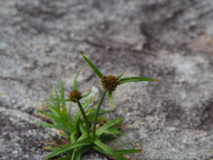 Cyperus polystachyos