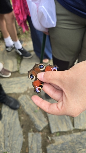 European Peacock Butterfly