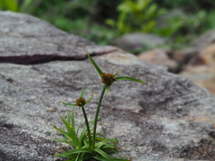Cyperus polystachyos, photograph author not stated, no rights reserved