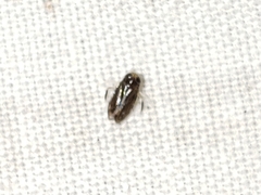 Micronecta ludibunda