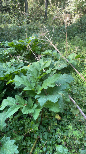 Sosnowsky's hogweed