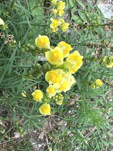 common toadflax