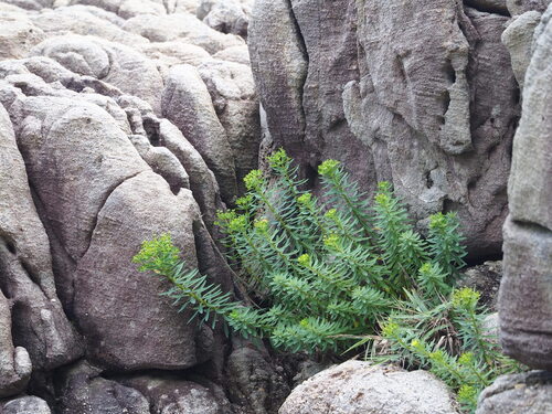 Euphorbia jolkinii, photograph 5
