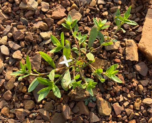 buttonweed
