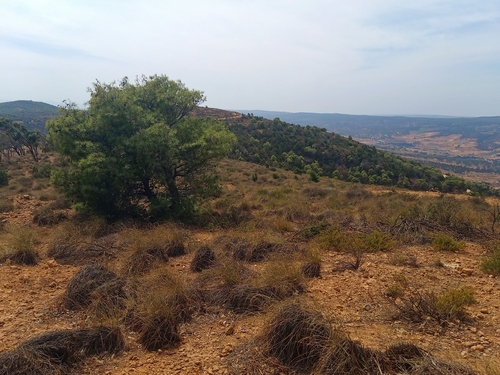 Aleppo pine