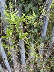 Rubia tinctorum