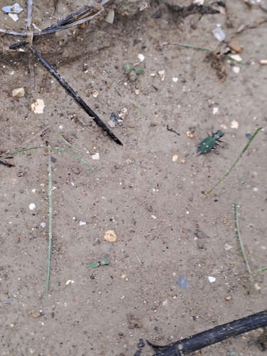Green Tiger Beetle
