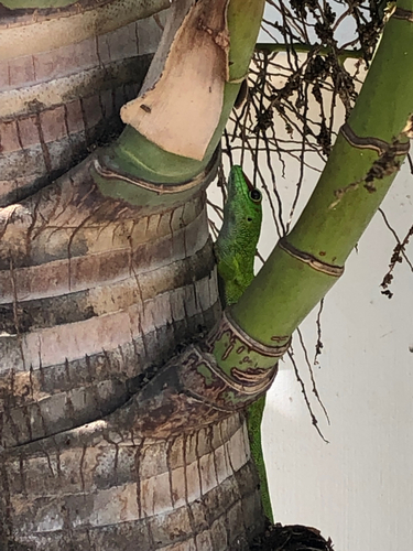Madagascar Giant Day Gecko