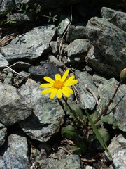 Senecio serpentinicola