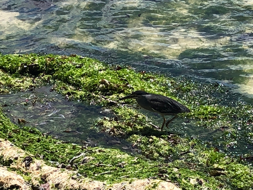 Little Heron
