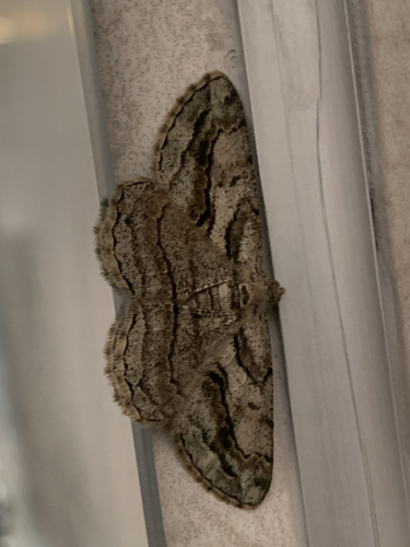 Peribatodes correptaria