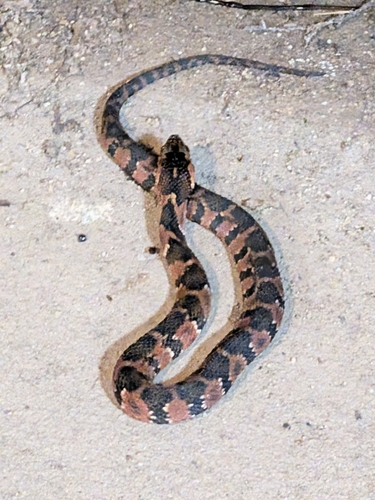 Banded Watersnake