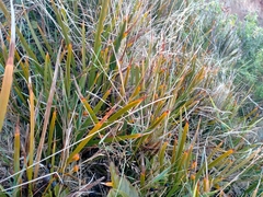 Libertia peregrinans