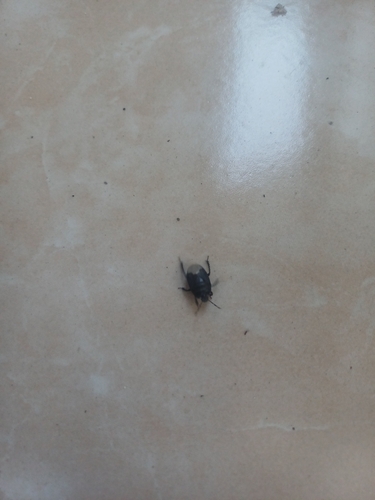 Black burrowing bug