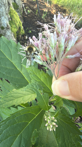 Common Eastern Bumble Bee