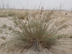 Cyperus conglomeratus