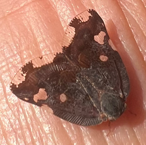 Black planthopper