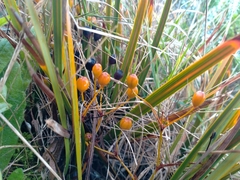 Libertia peregrinans