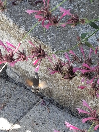 Eurasian Hummingbird Hawkmoth