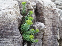 author not stated, no rights reserved Euphorbia jolkinii, photograph author not stated, no rights reserved