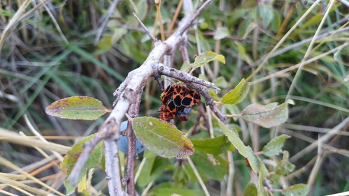 Tropidothorax leucopterus
