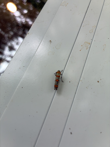Ailanthus Webworm Moth