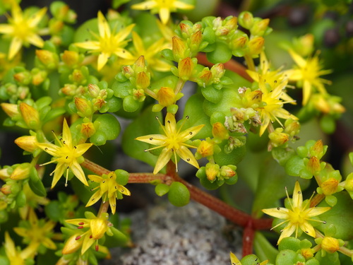 Sedum formosanum
