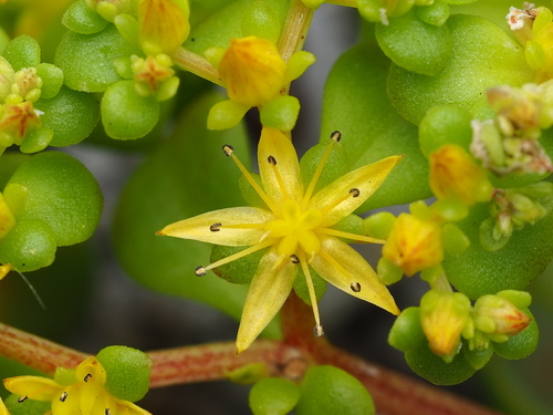 Sedum formosanum, photograph 1