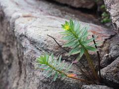 author not stated, no rights reserved Euphorbia jolkinii, photograph author not stated, no rights reserved
