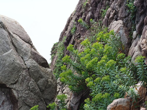 Euphorbia jolkinii, photograph 2