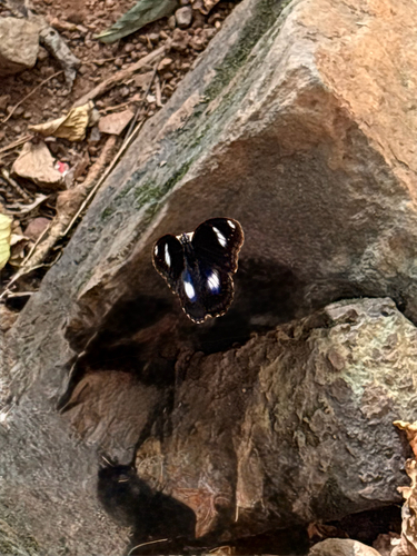 Great Eggfly