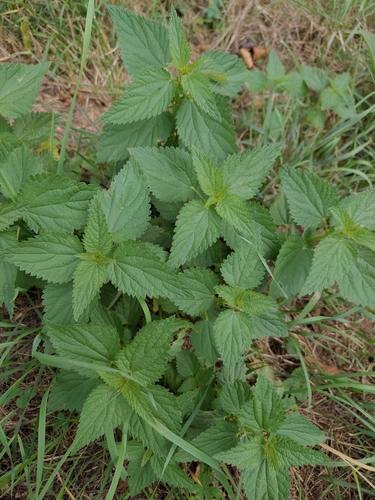 great stinging nettle