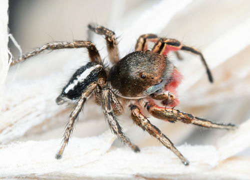 Habronattus americanus