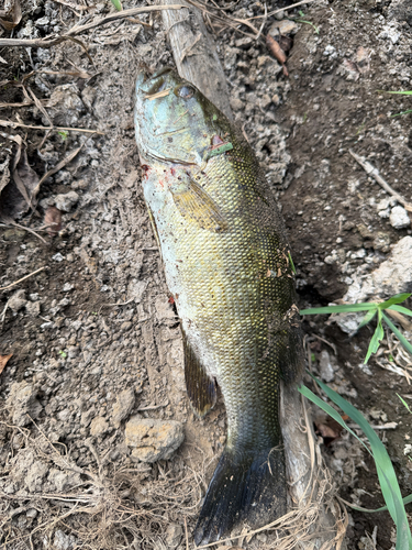 Smallmouth Bass