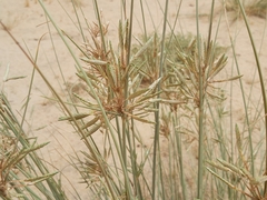 Cyperus conglomeratus