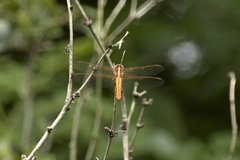 Libellula croceipennis